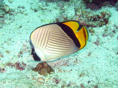 Painted Butterflyfish