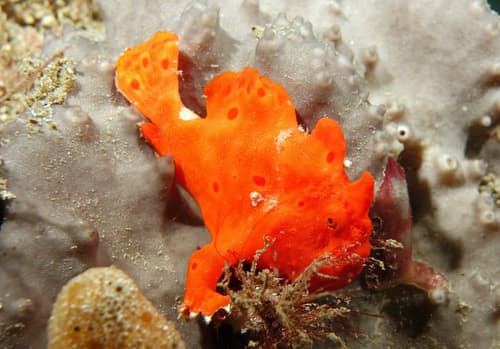 Painted Frogfish