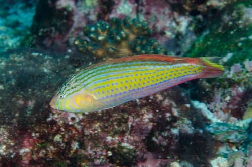 Painted Rainbow Wrasse