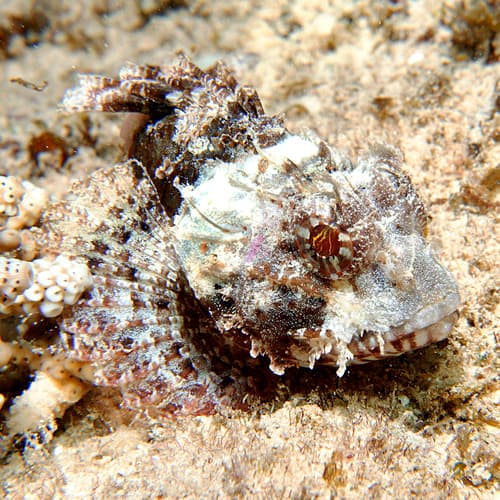 Painted Scorpionfish