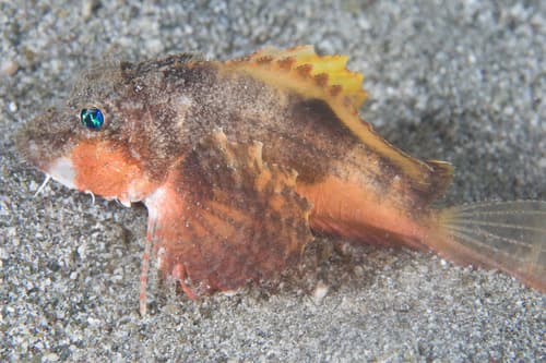 Painted Stingfish