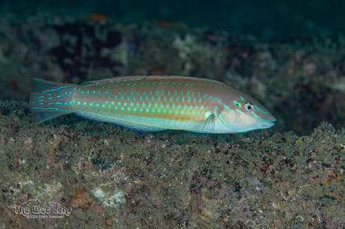 Painted Wrasse