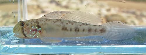 Paintedfin Goby