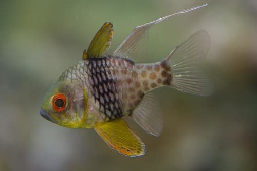 Pajama Cardinalfish