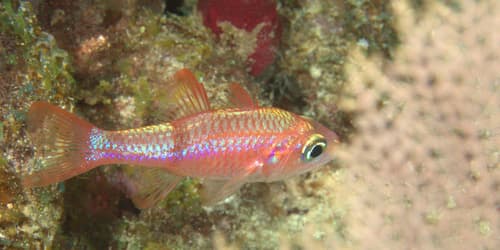 Pale Cardinalfish