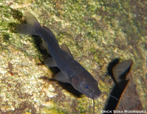 Pale Catfish