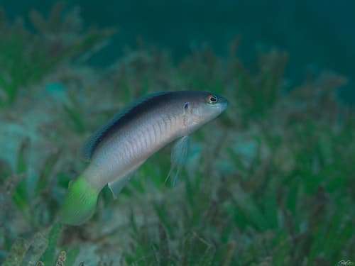 Pale Dottyback