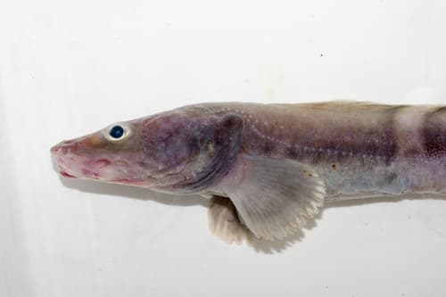 Pale Eelpout