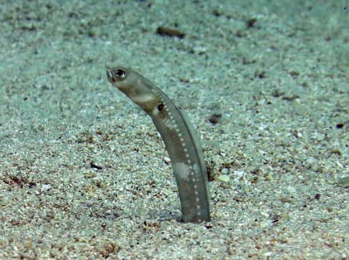 Pale Garden Eel