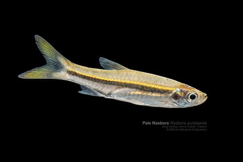 Pale Rasbora