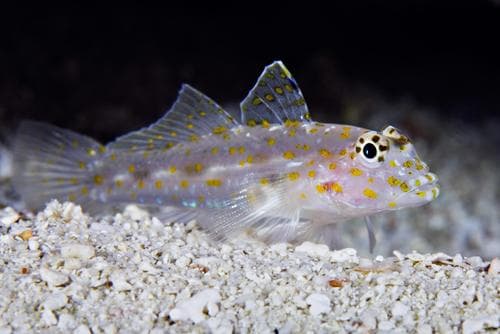 Pale Sandgoby
