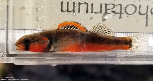 Paleback Darter