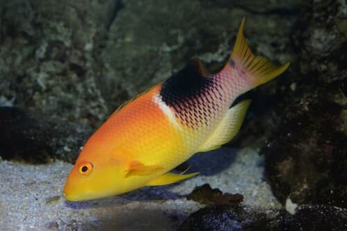Palebar Hogfish