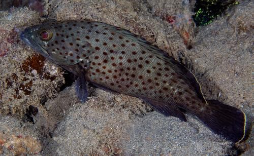 Palemargin Grouper