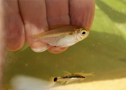 Palescales Tetra