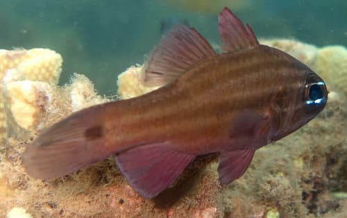 Palestriped Cardinalfish