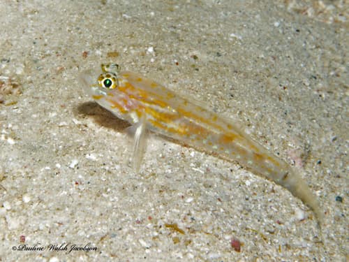 Pallid Goby