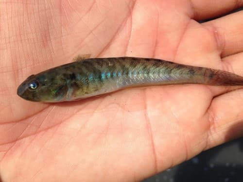 Palmtail Goby