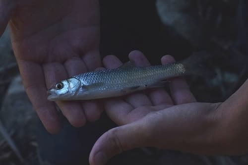 Pamvotis Chub