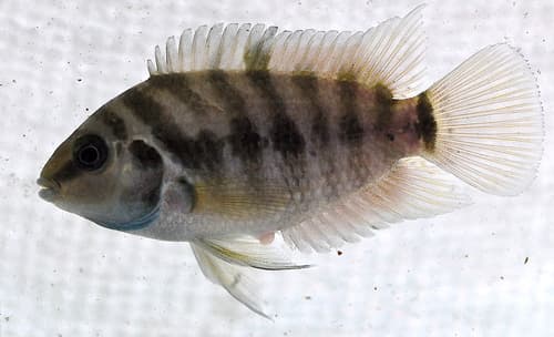 Panama Convict Cichlid