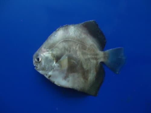 Panama Spadefish