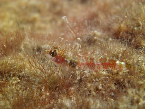 Panama Triplefin