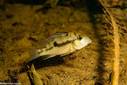 Panamanian Eartheater