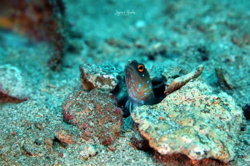 Panamanian Jawfish