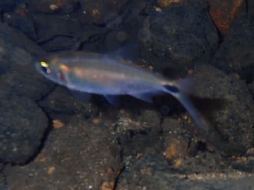 Panamanian Tetra