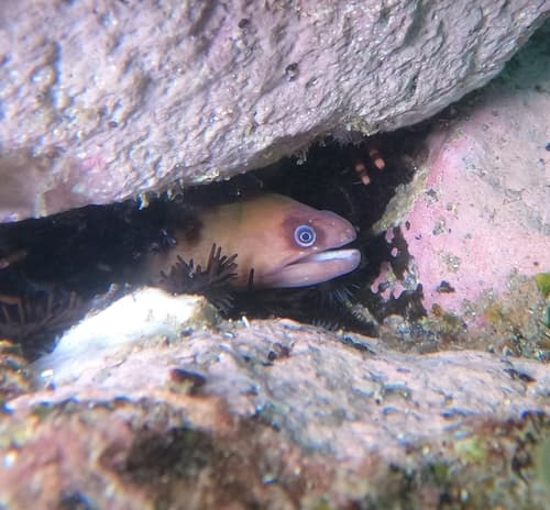 Panamic Moray