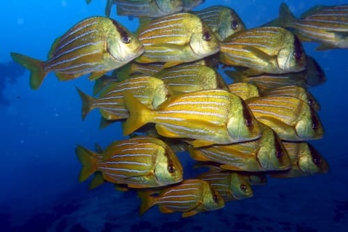 Panamic Porkfish