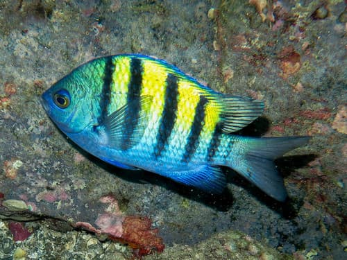 Panamic Sergeant Major