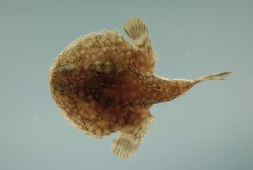 Pancake Batfish