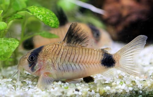 Panda Corydora