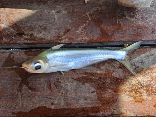 Short-barbelled Pangasius