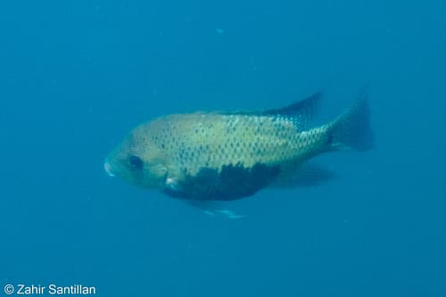 Pantano Cichlid
