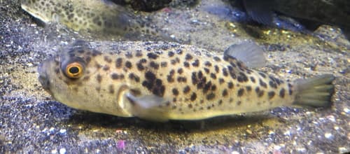 Panther Puffer