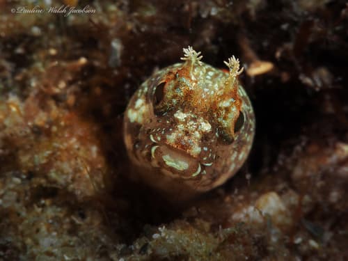 Papillose Blenny