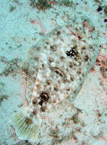Papillose Flounder