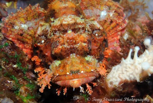 Papua Scorpionfish