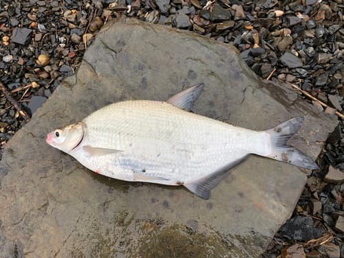 White Amur Bream
