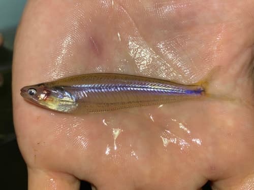 African Glass Catfish