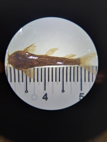 Parakysis verrucosus