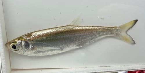 Typus River Sprat