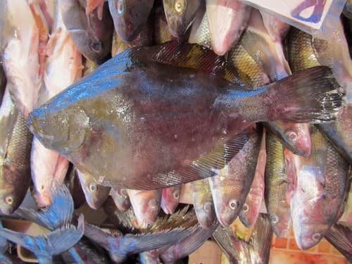 Paralichthys microps