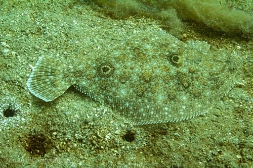 Patagonian Flounder