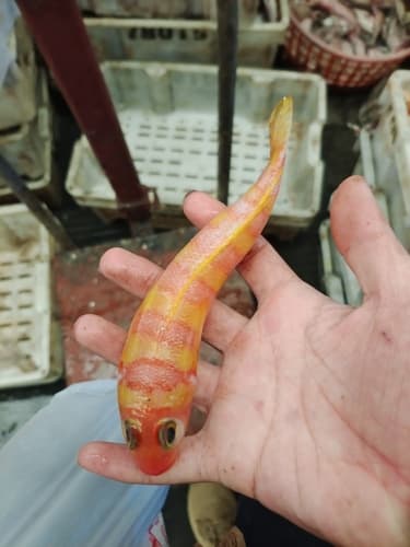 Orange-banded Sandperch