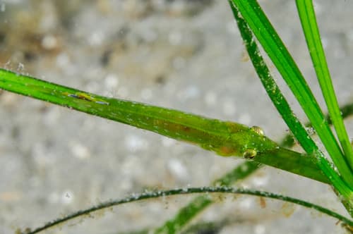 Parrot Grass Clingfish