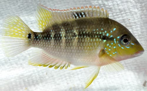 Pastel Cichlid