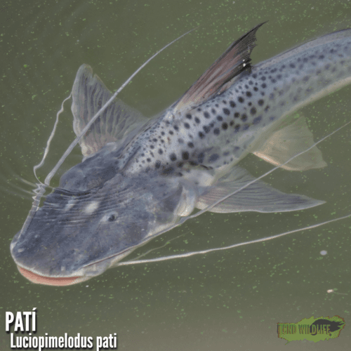 Patí Catfish